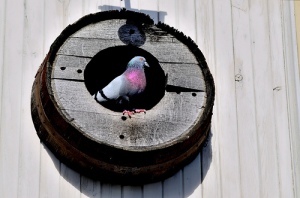 pigeonhole